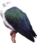 Fakten